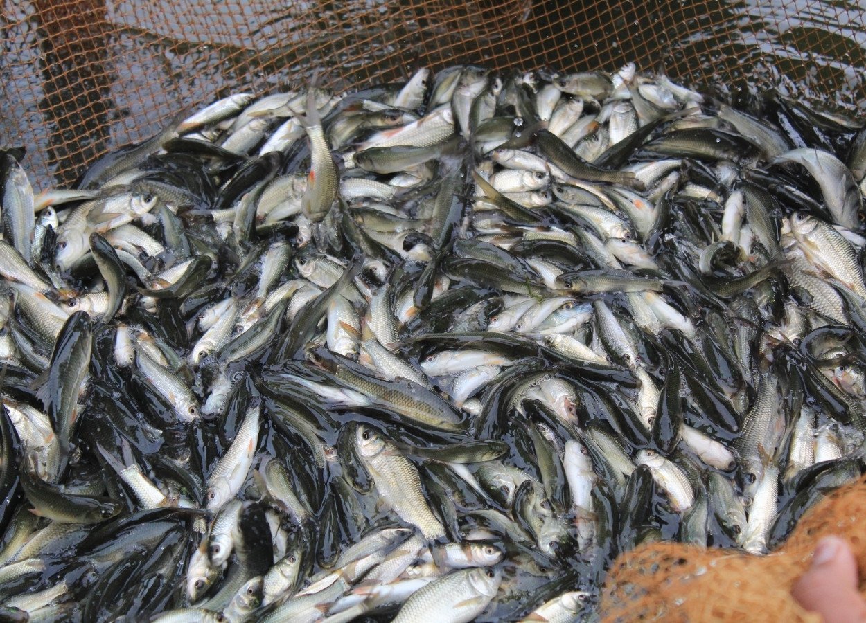 Balai Benih Ikan Sorong Dongkrak PAD Lewat Penjualan Benih Unggul - JatengBerita.com