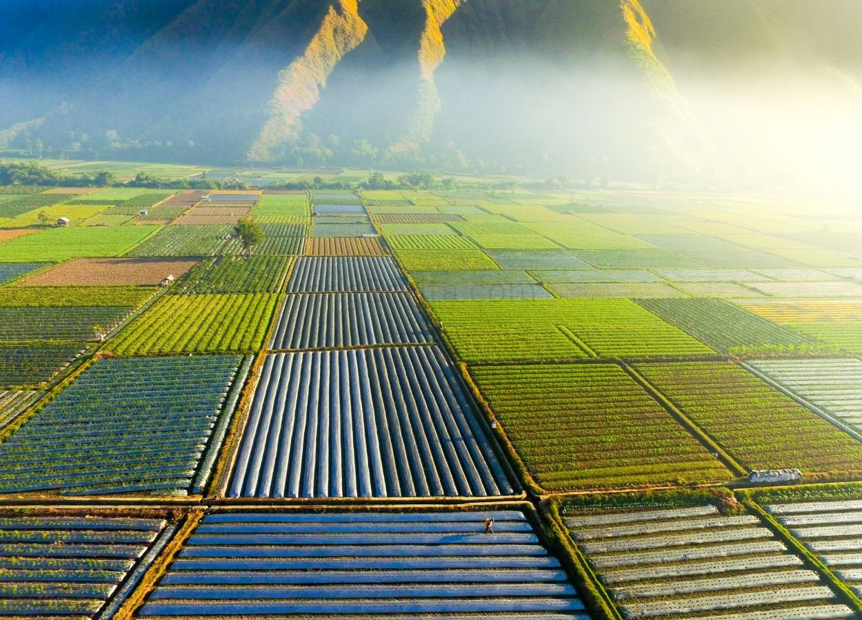 Syngenta Indonesia Perkenalkan Biostimulan untuk Dukung Pertanian Berkelanjutan