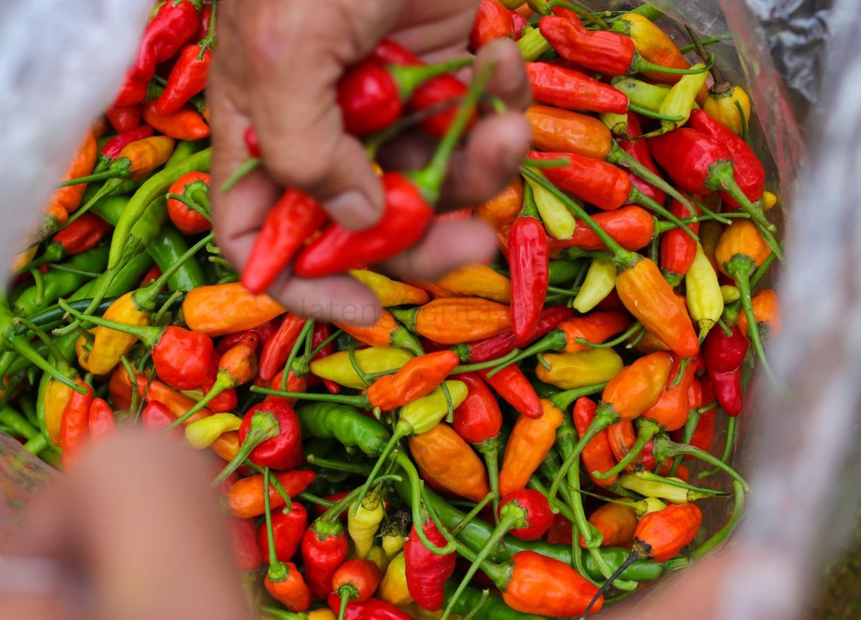 Harga Cabai Rawit Tembus Rp94.900 per Kilogram - JatengBerita.com