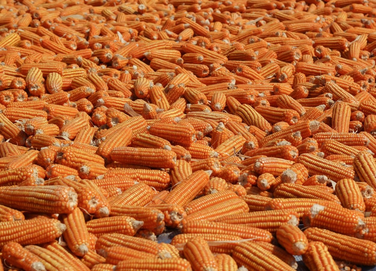 Pemerintah Perkuat Pemantauan Stok Jagung Pakan - JatengBerita.com
